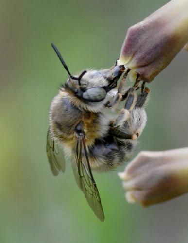 Anthophora salviae
